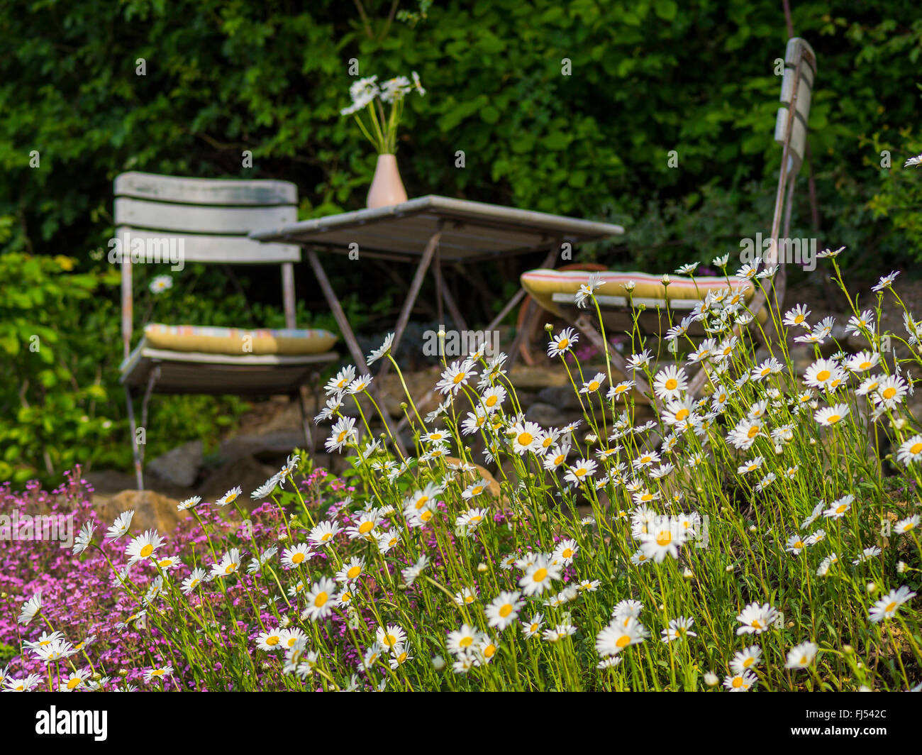 oxeye daisy, ox-eye daisy, white-weed, white daisy, dog daisy