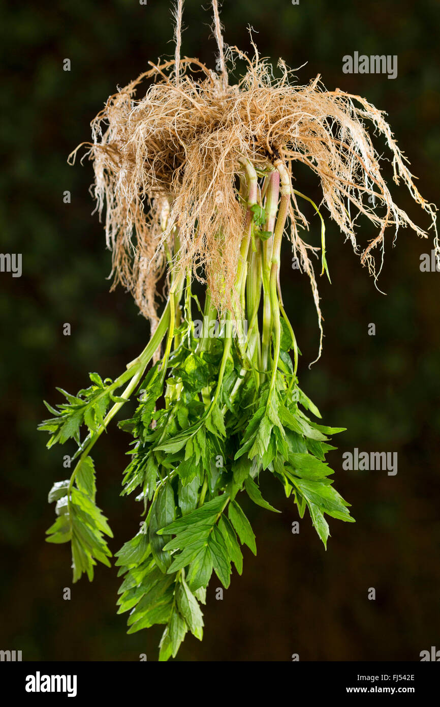 common valerian, all-heal, garden heliotrope, garden valerian (Valeriana officinalis), hole plants with roots hung up for drying, Germany Stock Photo