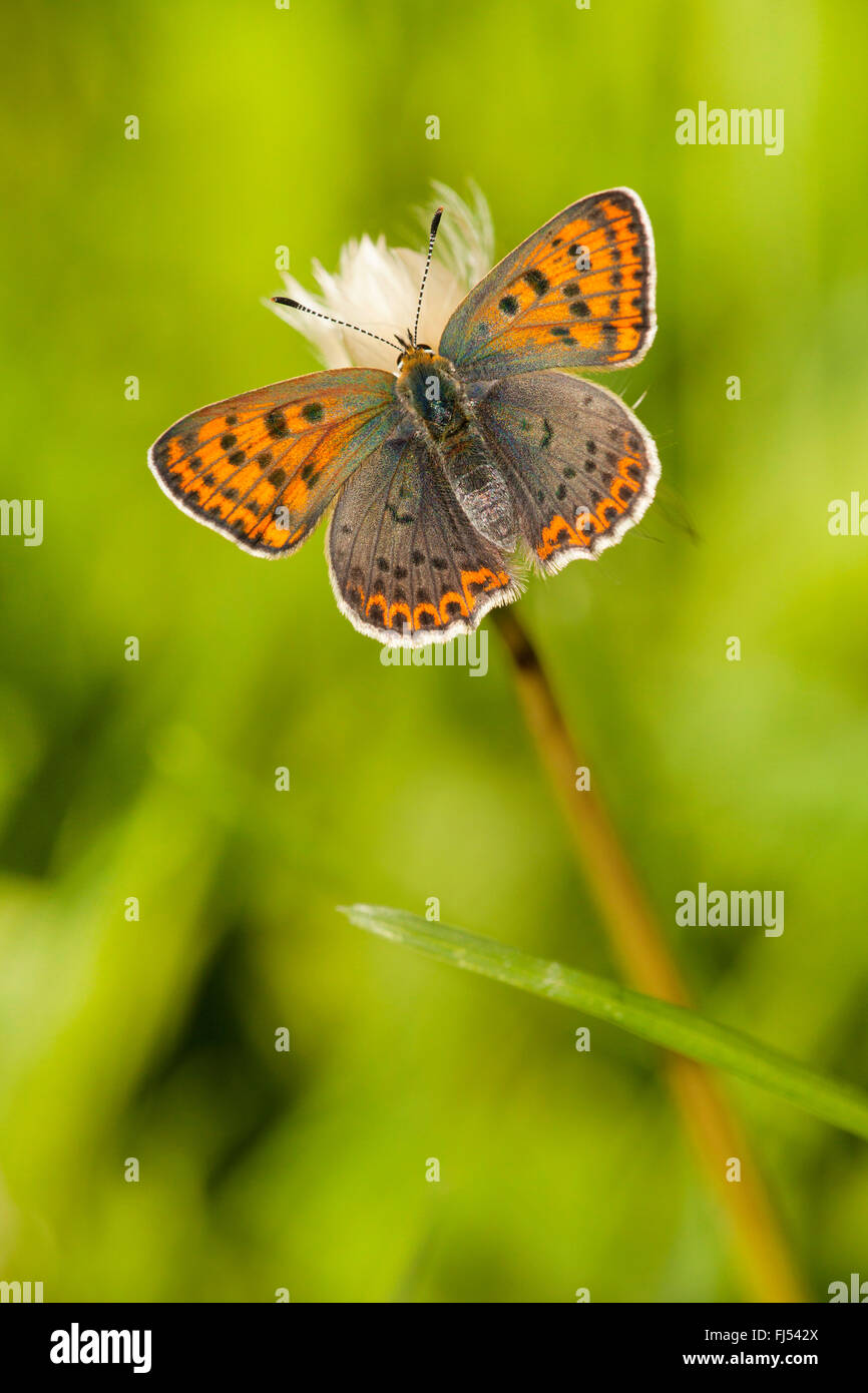 sooty copper (Heodes tityrus, Loweia tityrus, Loweia tityrus, Lycaena tityrus), female, Germany, Rhineland-Palatinate Stock Photo