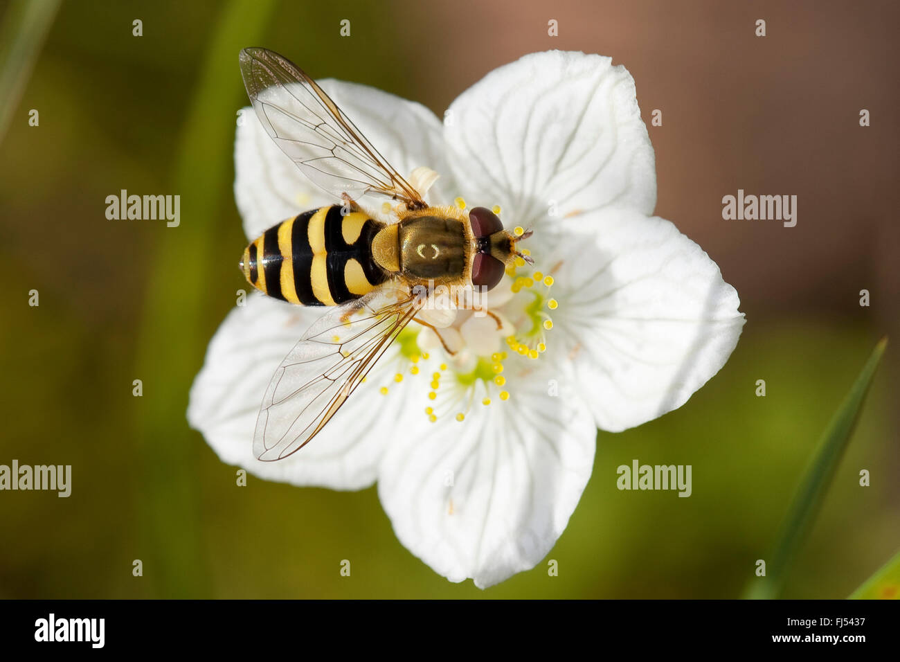 hoverfly (Syrphus torvus), female on Parnassia palustris, Germany Stock Photo