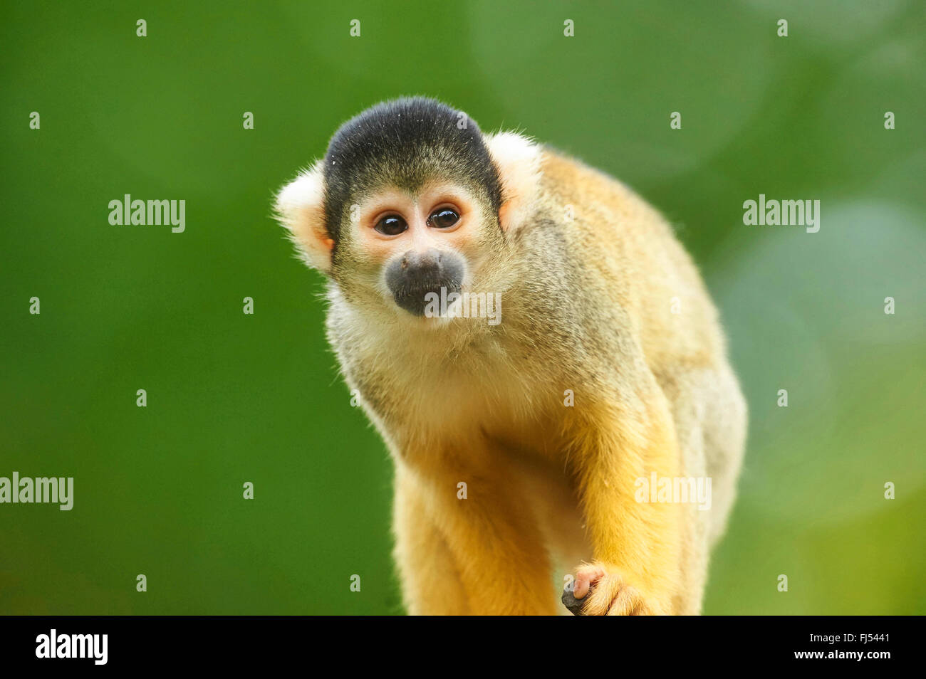 common squirrel monkey (Saimiri sciureus), portrait Stock Photo