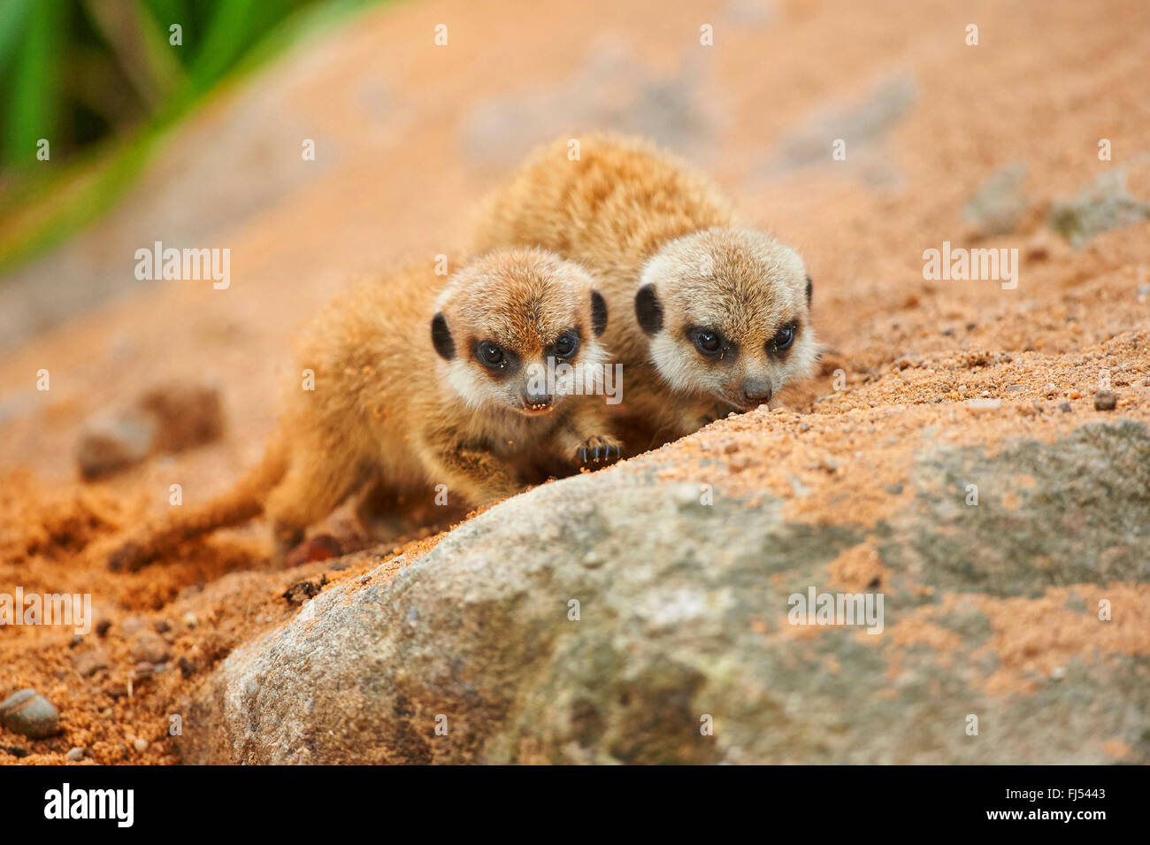 suricate, slender-tailed meerkat (Suricata suricatta), two youngsters Stock Photo