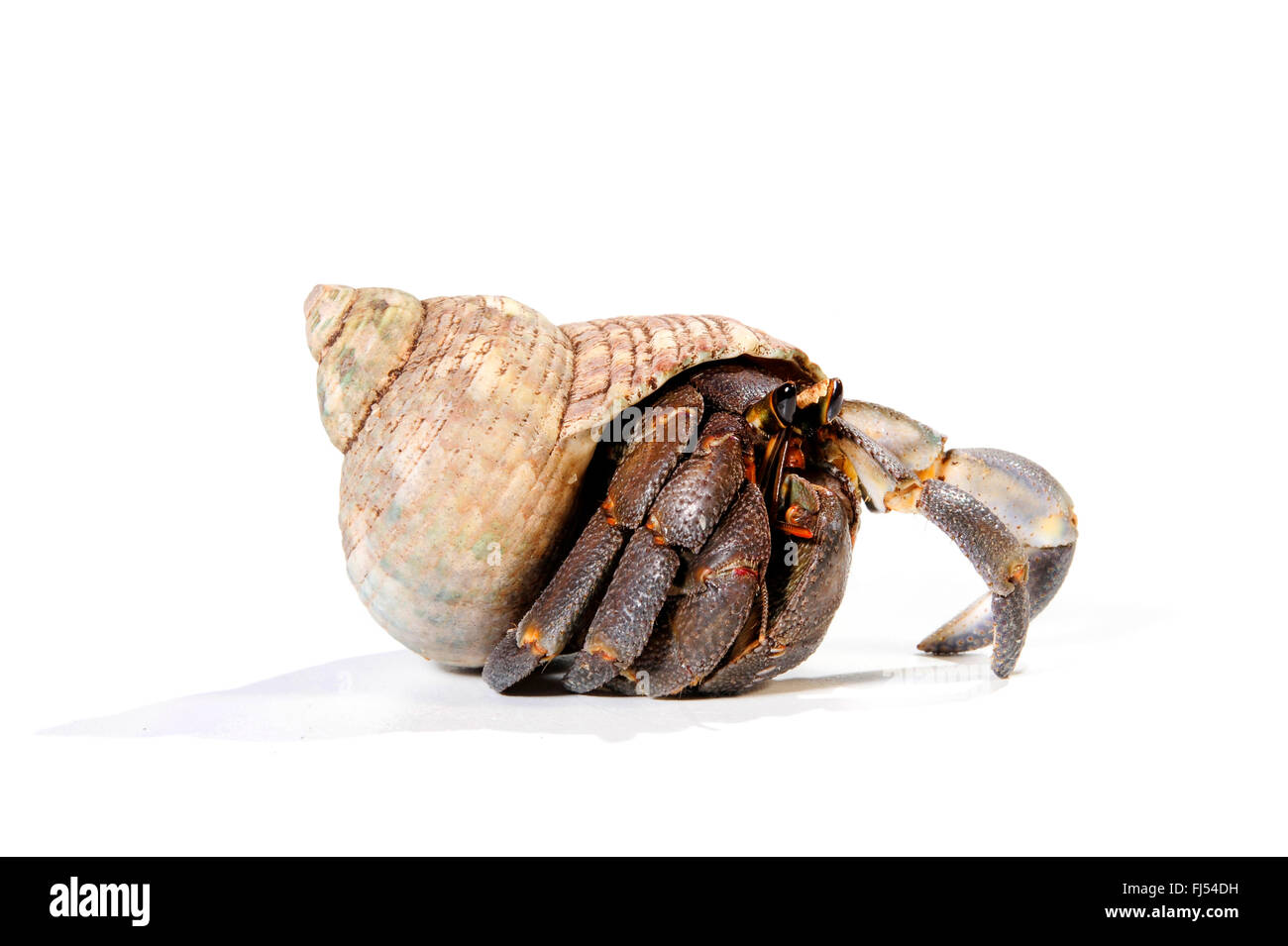 Purple land hermit crab, Blueberry crab (Coenobita purpureus), cutout