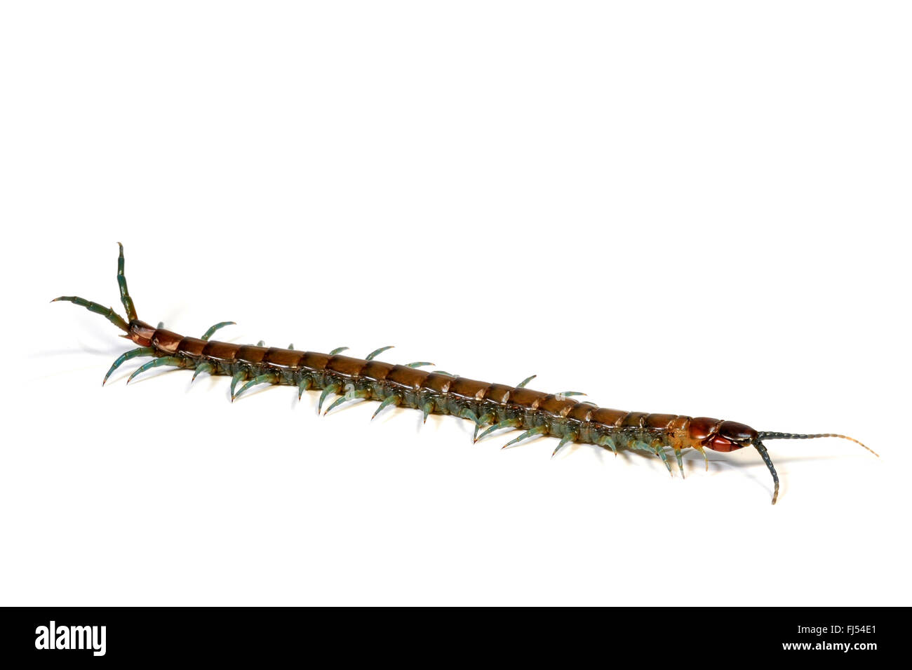Chilean Centipede (Hemiscolopendra chilensis), cut-out, Chile Stock Photo