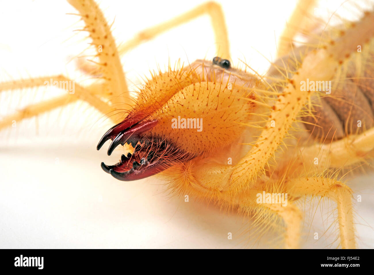 Camel spiders, Wind scorpions, Sun spiders, Solifuges (Galeodes granti), portrait, cut-out Stock Photo