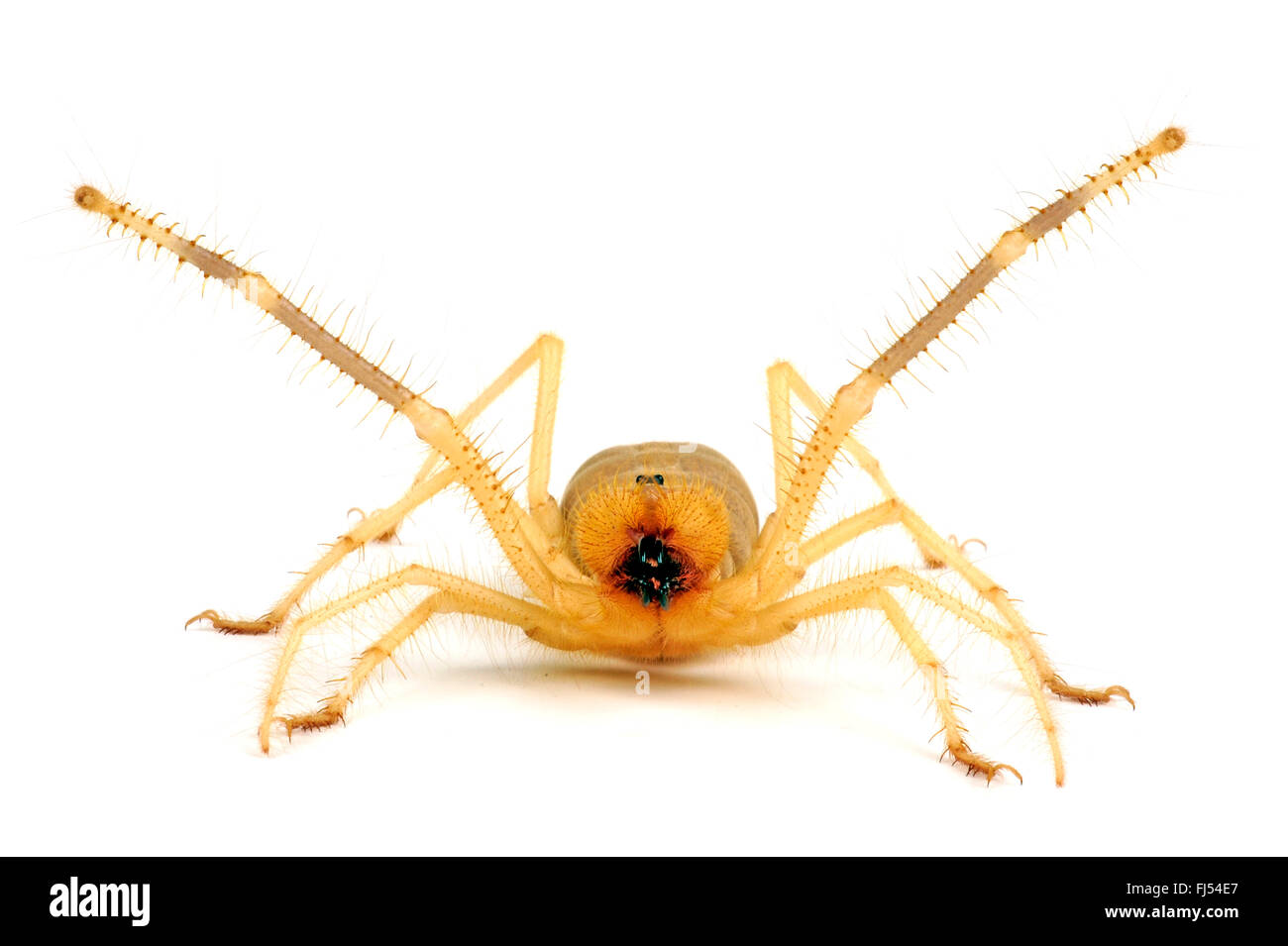 Camel spiders, Wind scorpions, Sun spiders, Solifuges (Galeodes granti), in defense posture, cut-out Stock Photo