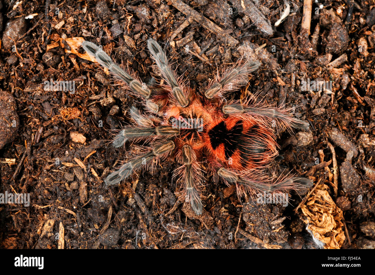 Birdeater, tarantula (Pamphbeteus spec.), spiderling of a yet undescribed species, Ecuador, Machala Stock Photo