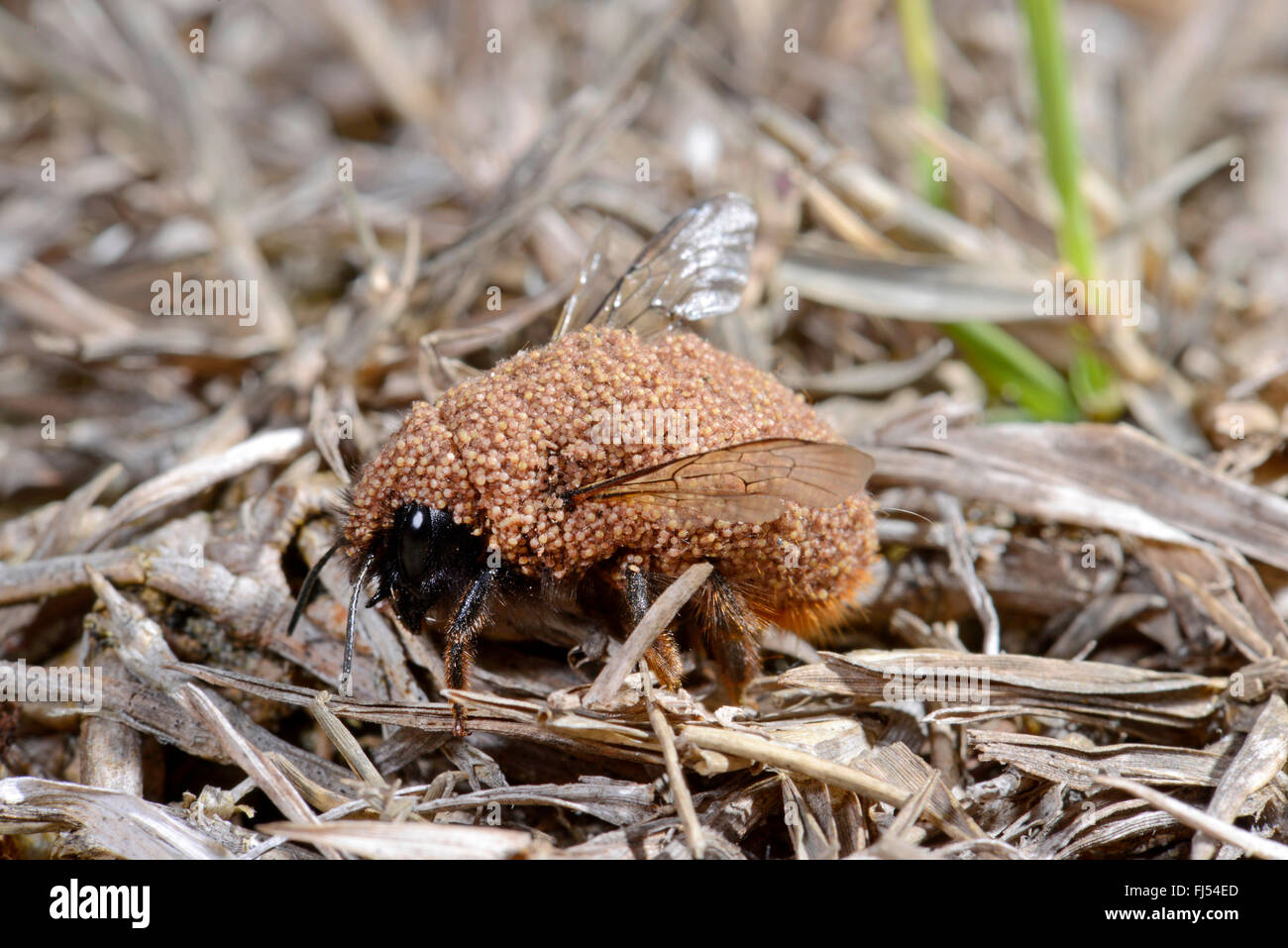 mite   (Acari, Acarina), whole body of a wild bee is infected with mites, Romania, Karpaten Stock Photo