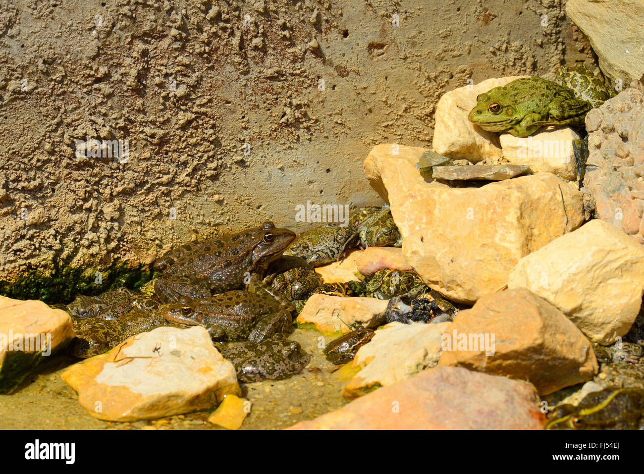 frogs and toads fallen in an open slot in danger to dry out, Romania Stock Photo