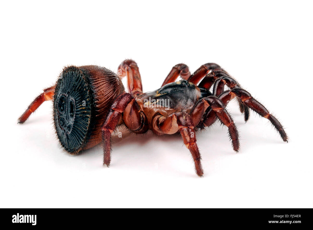 trapdoor spider (Cyclocosmia ricketti), with fascinating abdomen Stock Photo