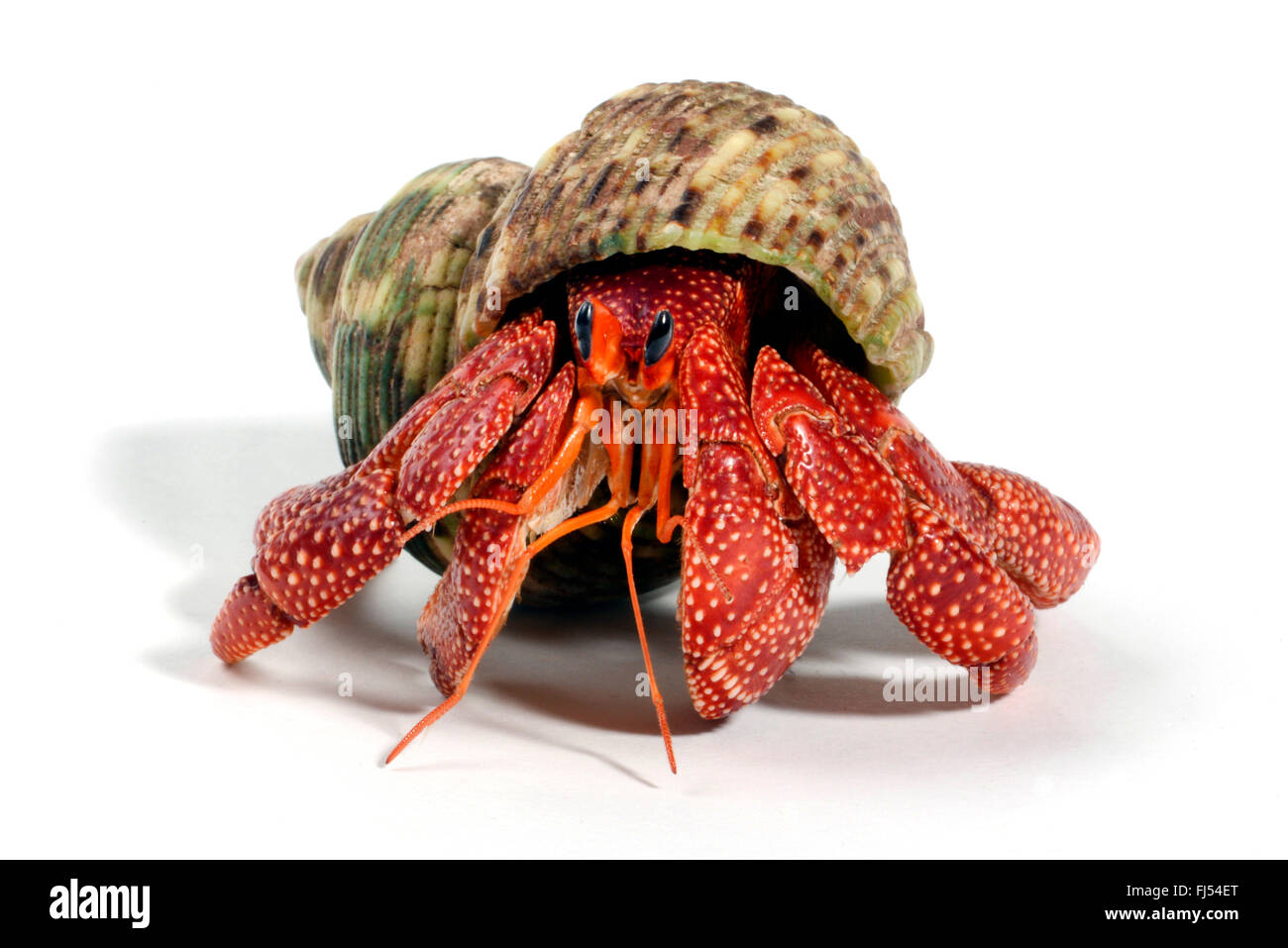 Strawberry hermit crab, Terrestrial hermit crab   (Coenobita perlatus), cut-out Stock Photo
