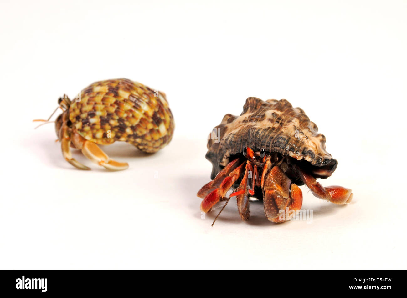 Land hermit crabs (Coenobita rugosus), cut-out Stock Photo