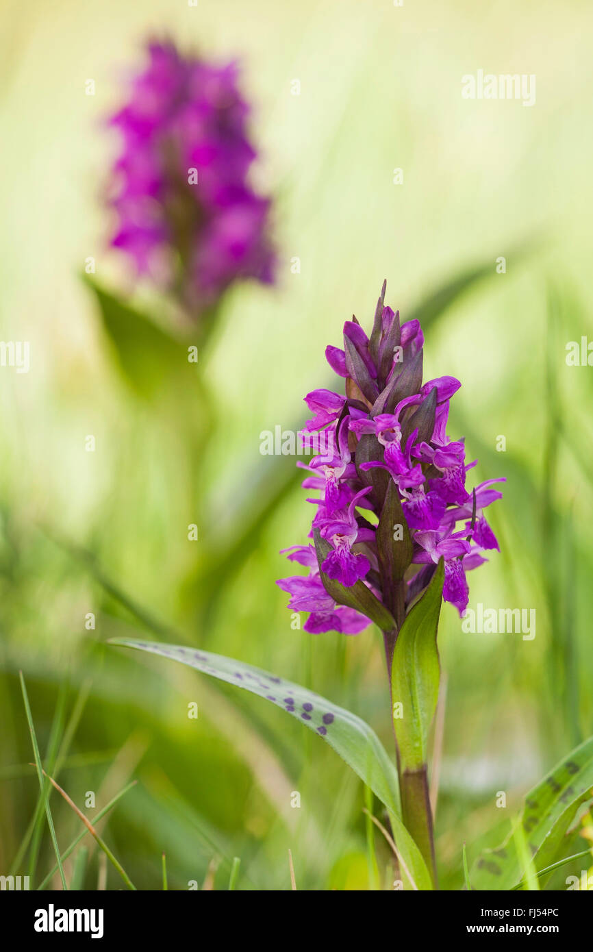 western marsh-orchid (Dactylorhiza majalis), blooming, Germany, North Rhine-Westphalia, Siegerland Stock Photo