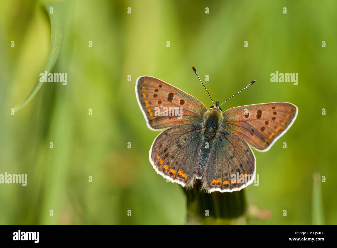 sooty copper (Heodes tityrus, Loweia tityrus, Loweia tityrus, Lycaena tityrus), male, Germany, Rhineland-Palatinate Stock Photo