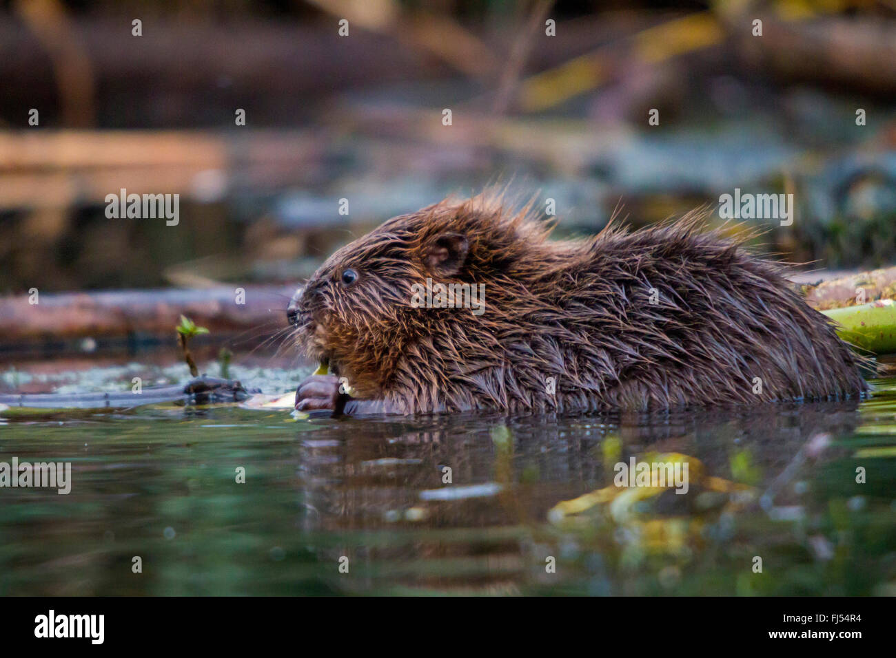 Eurasian beaver, European beaver (Castor fiber), feeds a willow twig in water, Switzerland, Lake Constance Stock Photo