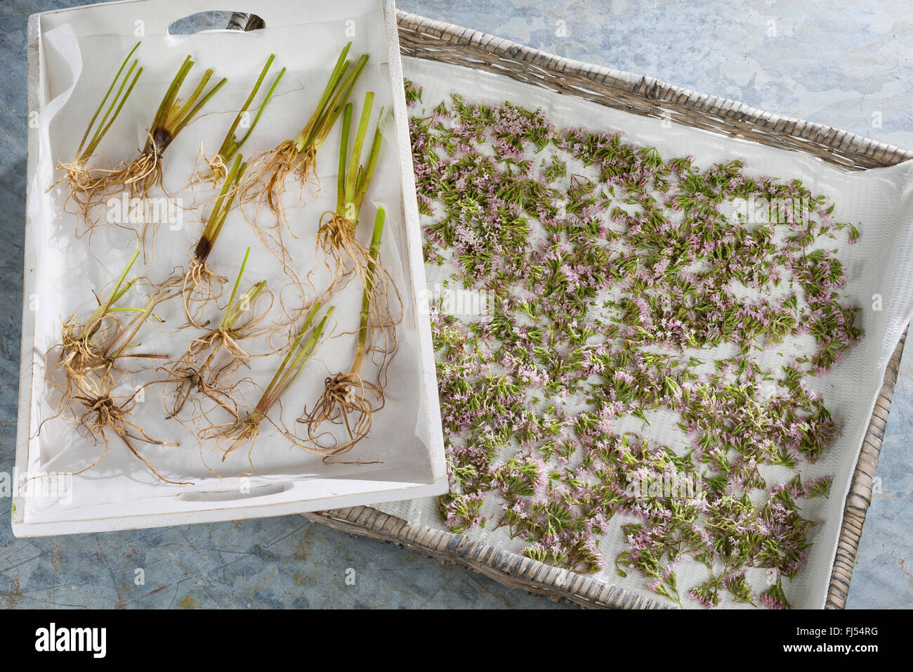 common valerian, all-heal, garden heliotrope, garden valerian (Valeriana officinalis), roots and flowers drying, Germany Stock Photo