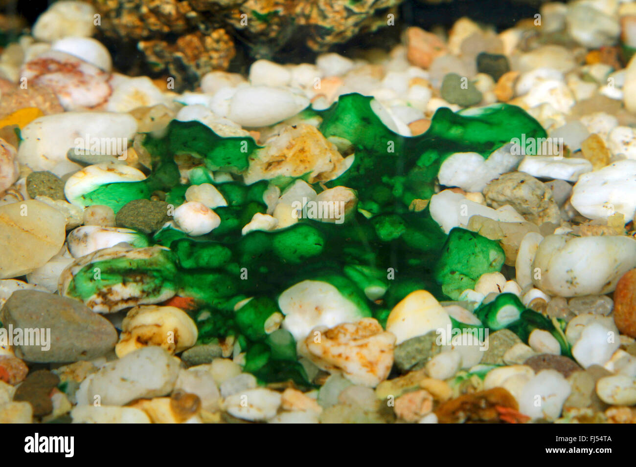 cyanobacteria on aquarium gravel Stock Photo
