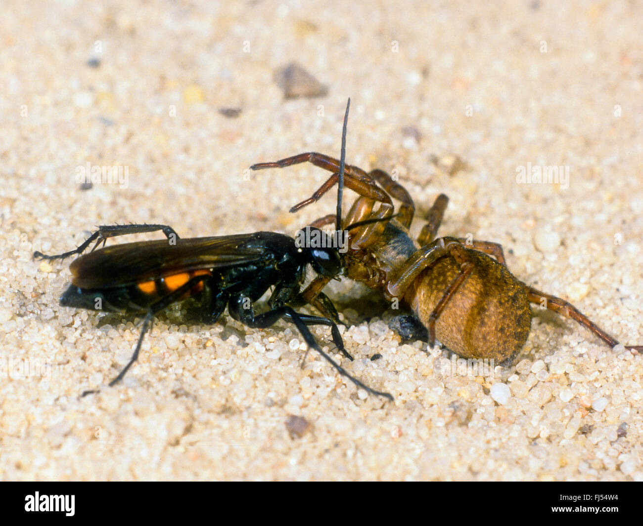 Black-banded spider wasp (Anoplius viaticus, Anoplius fuscus, Pompilus viaticus), Female transported captured and paralyzed Wolf Spider (Lycosidae) to the nest, Germany Stock Photo
