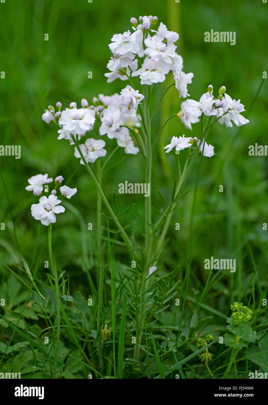 Bog Pink, Cuckoo Flower, Lady's Smock, Milkmaids (Cardamine pratensis), form with double flowers, Germany, Bavaria, Oberbayern, Upper Bavaria Stock Photo
