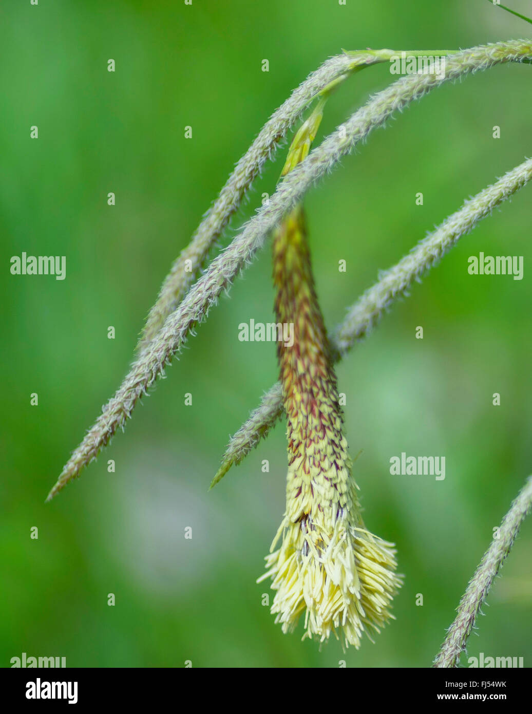 Pendulous sedge, Giant sedge grass (Carex pendula), male and female spikes, Germany, Bavaria, Oberbayern, Upper Bavaria Stock Photo