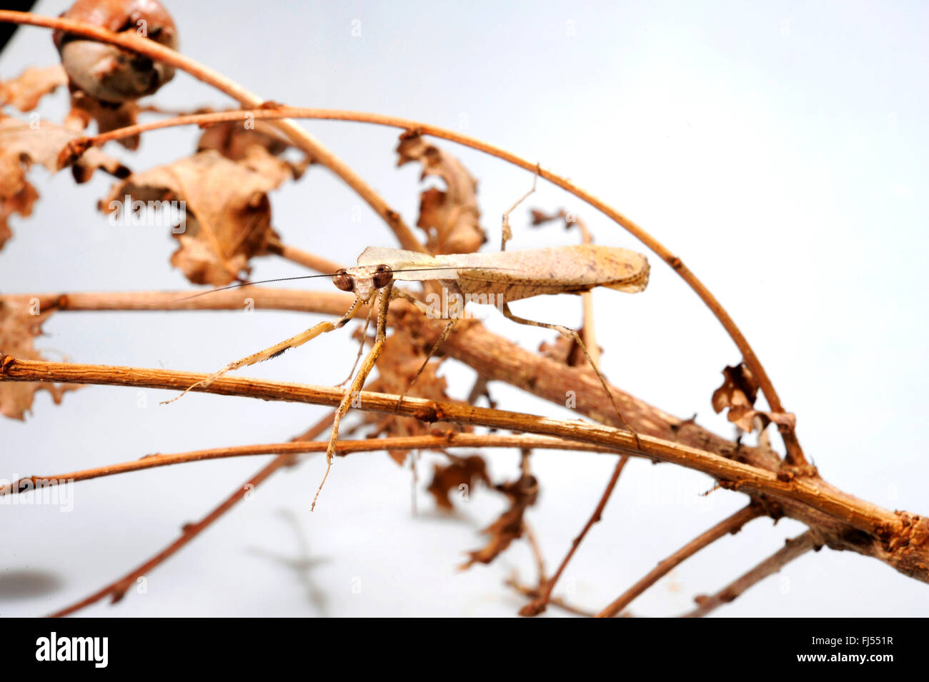 Giant Dead Leaf Mantis, Malaysian Dead Leaf Mantis (Deroplatys