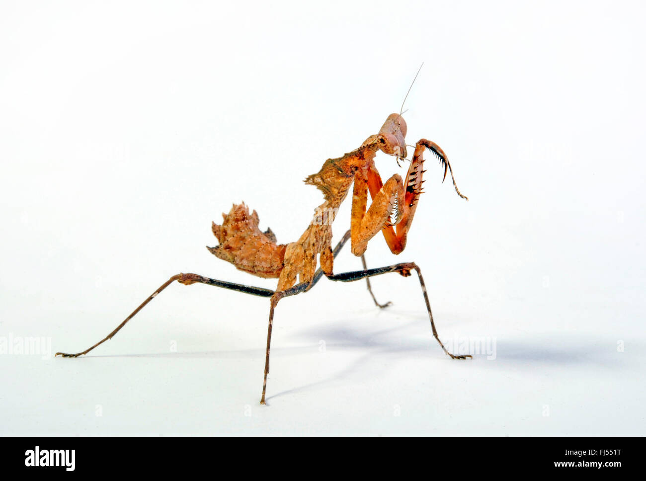Giant Dead Leaf Mantis, Malaysian Dead Leaf Mantis (Deroplatys