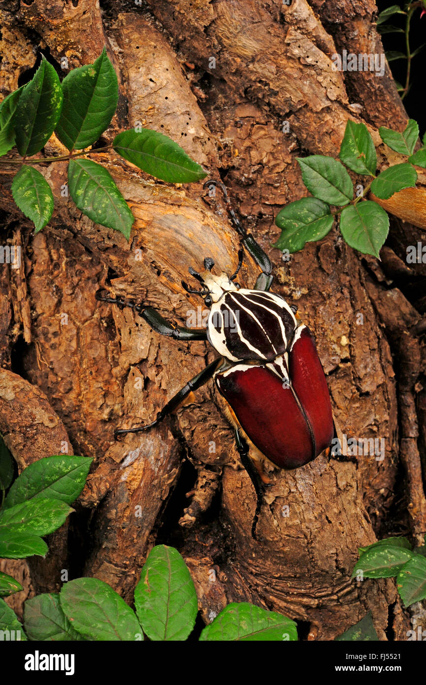 Goliath beetle (Goliathus goliatus), male Stock Photo