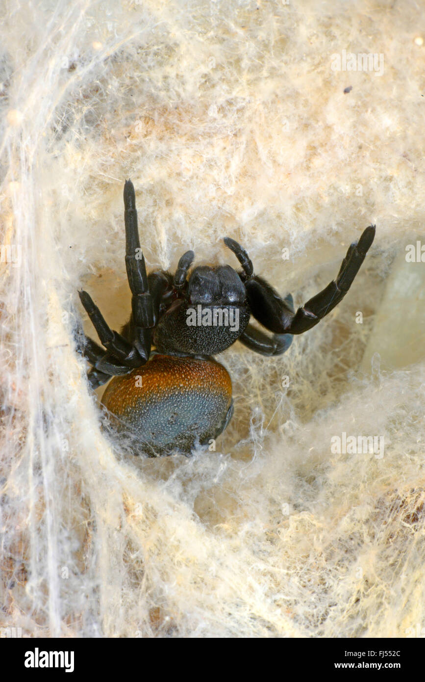 Eresid spider, Ladybird spider (Eresus walckenaeri), female in the entrance of the cave, Greece Stock Photo