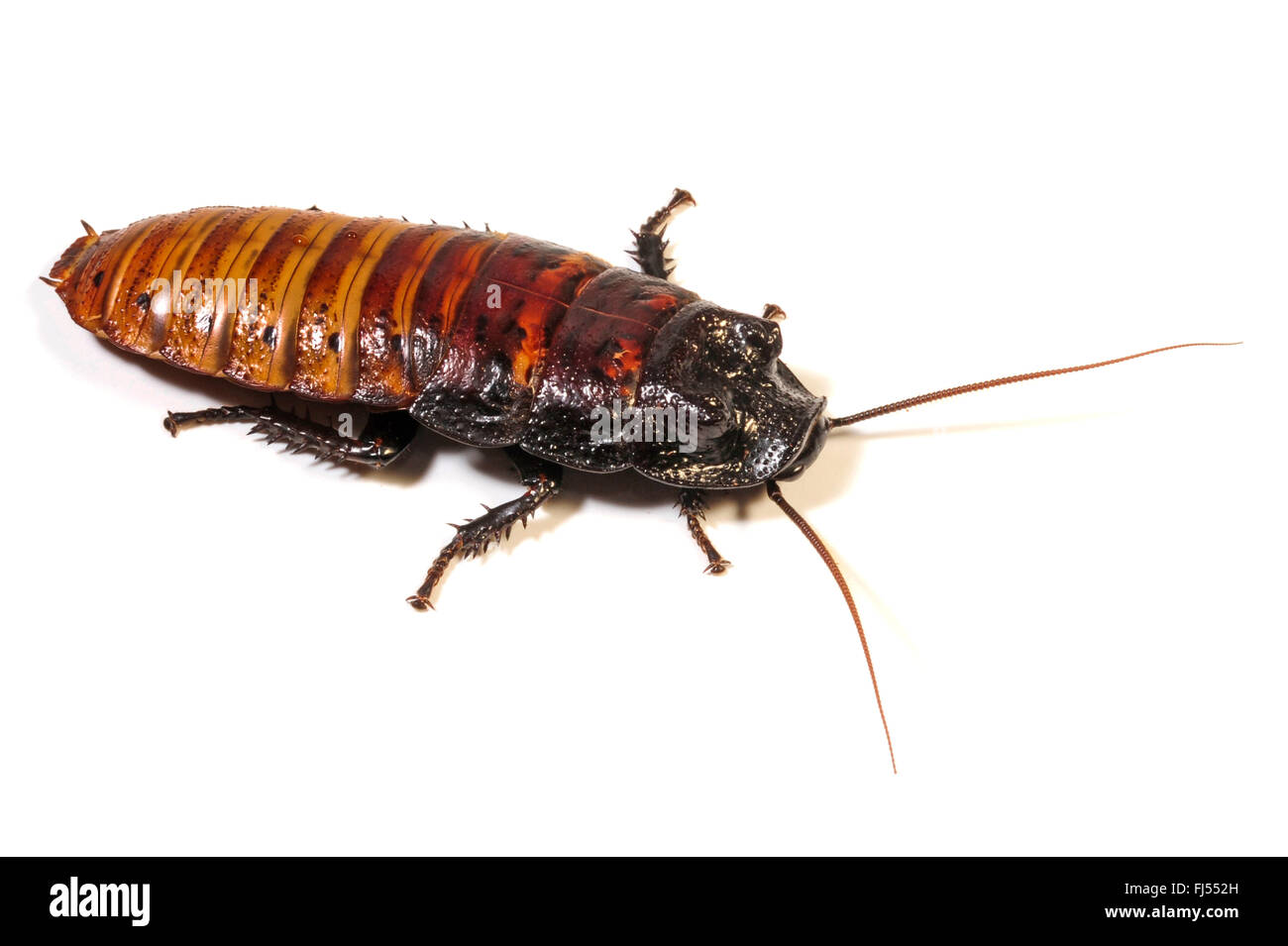 Madagascar hissing cockroach, hissing cockroach (Gromphadorhina portentosa), cut-out Stock Photo