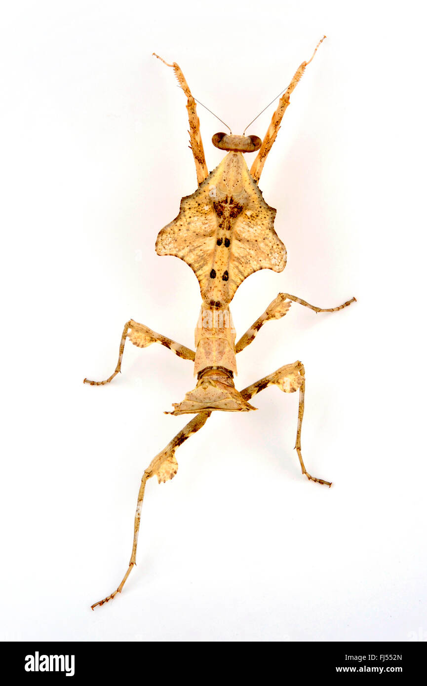 Giant Dead Leaf Mantis, Malaysian Dead Leaf Mantis (Deroplatys