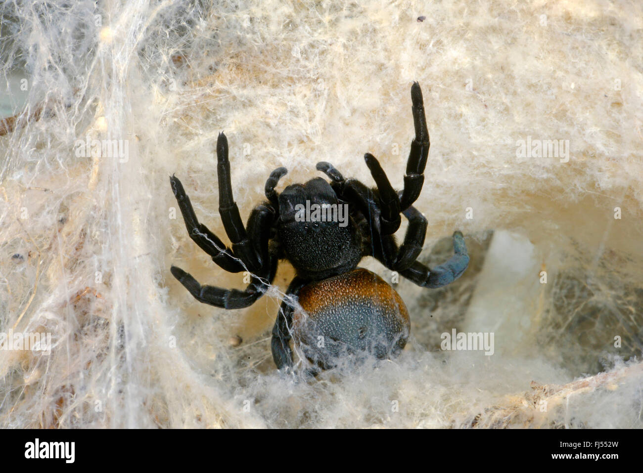 Eresid spider, Ladybird spider (Eresus walckenaeri), female in the entrance of the cave, Greece Stock Photo