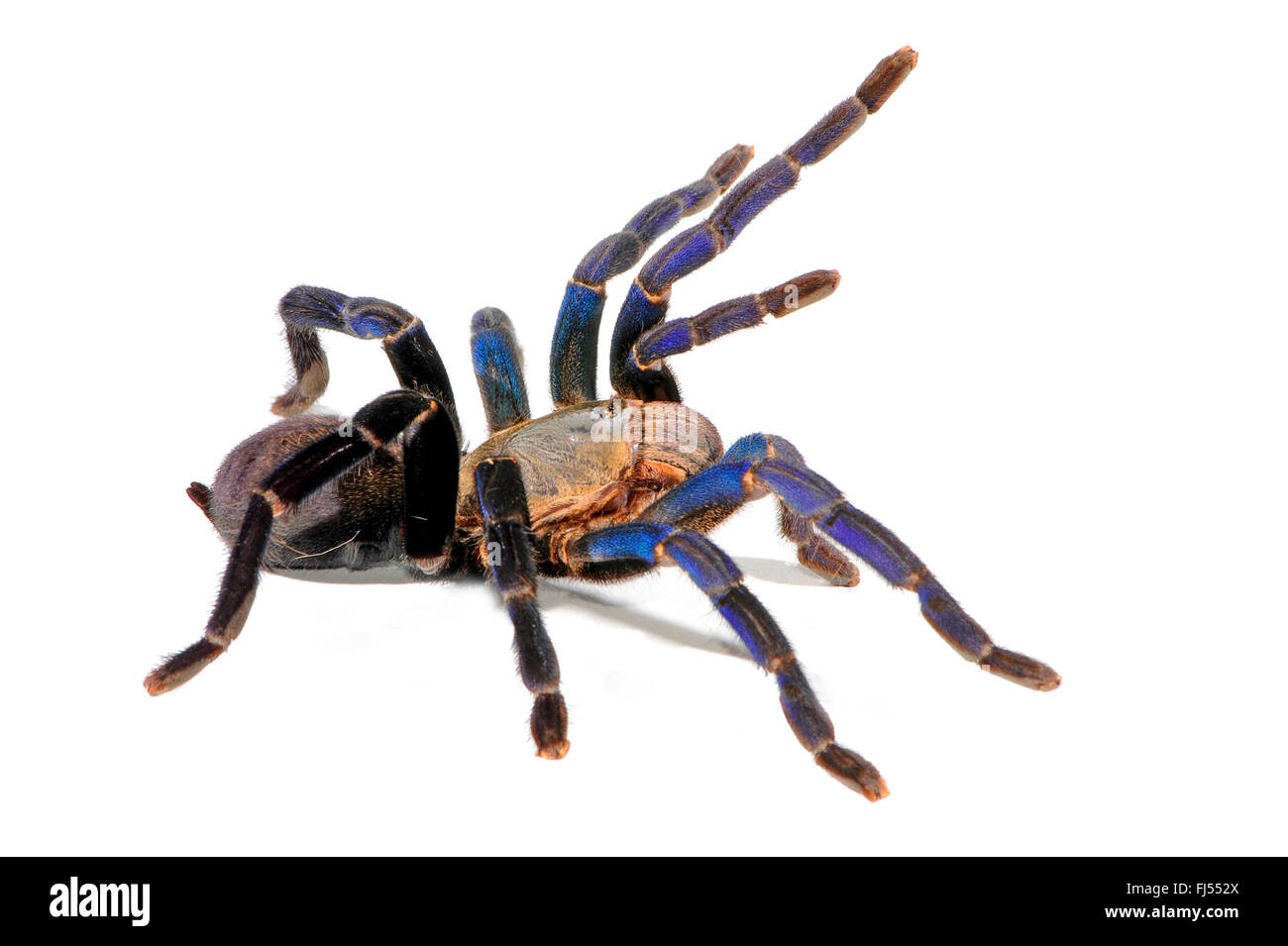 Cobalt blue tarantula (Haplopelma lividum), in defence posture, cut-out, Thailand Stock Photo