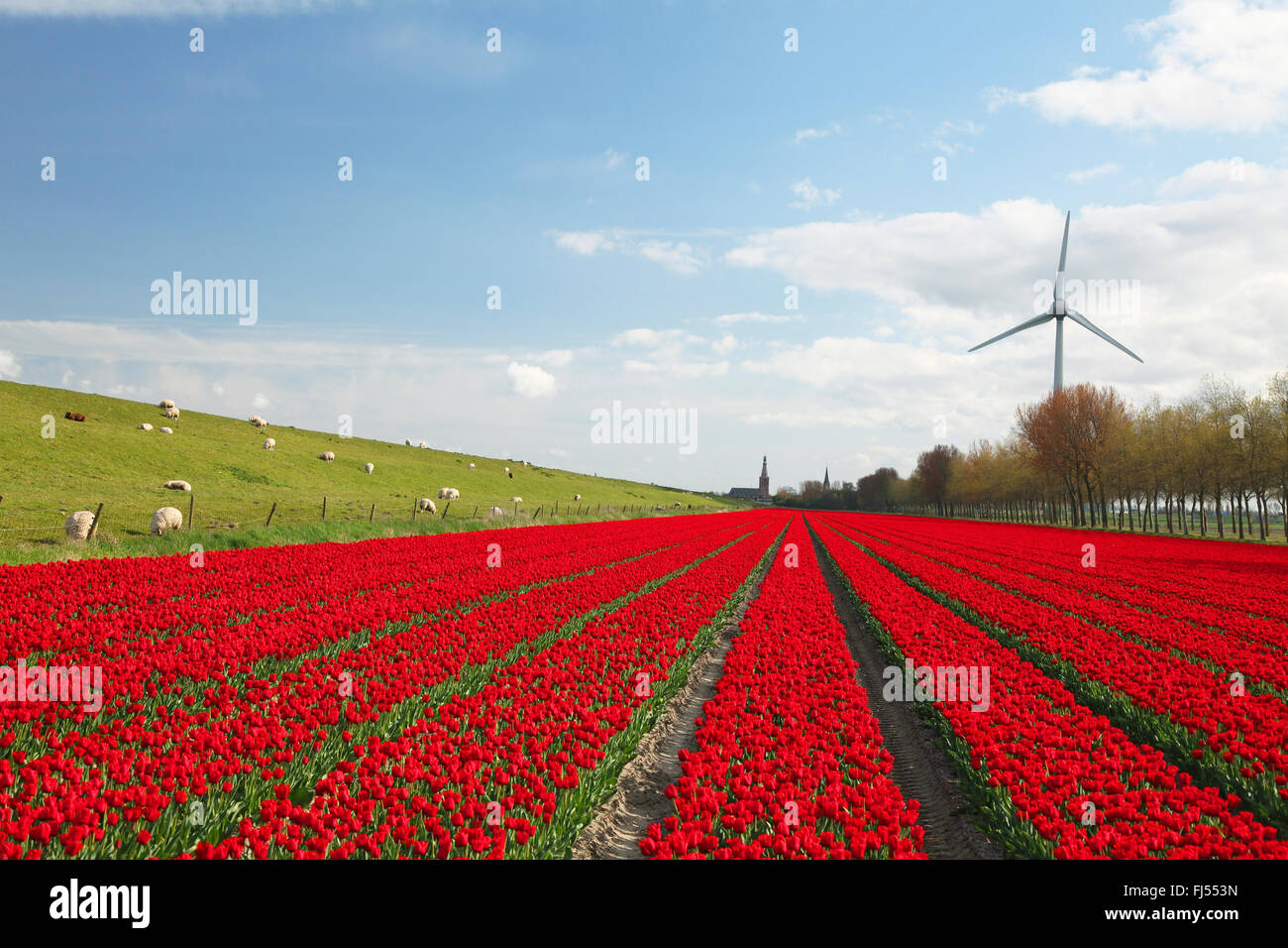 blooming tulip field, Netherlands, Frisia, Medemblick Stock Photo