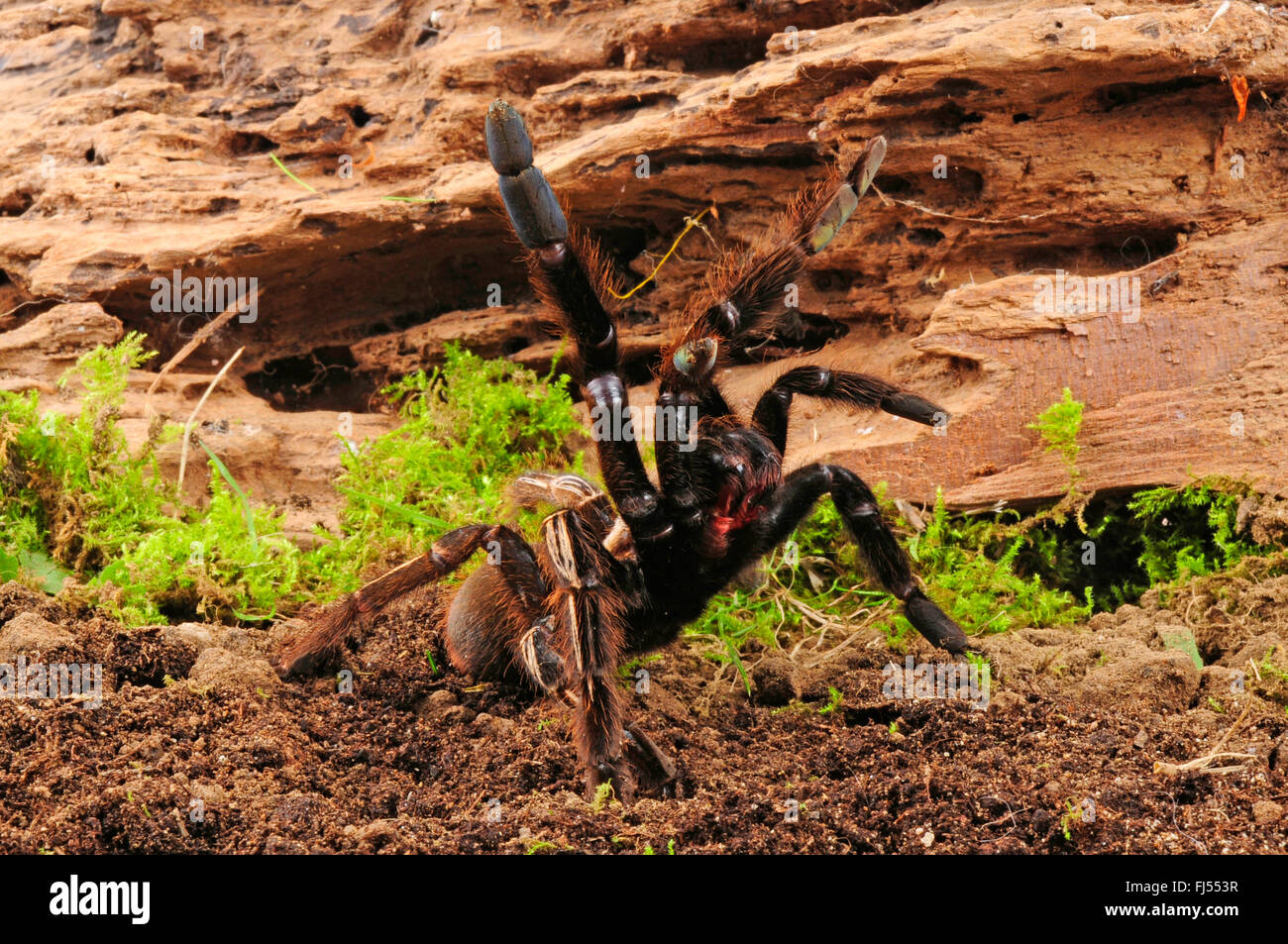 Skeleton tarantula (Ephebopus murinus), in terrarium in defense posture Stock Photo
