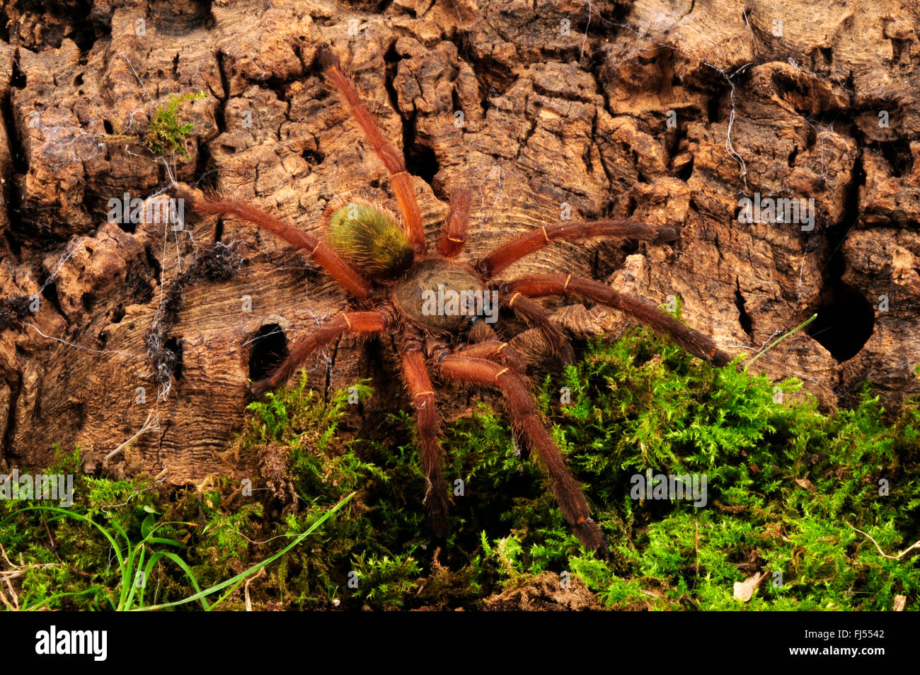 Emerald Skeleton, Emerald Skeleton Tarantula (Ephebopus uatuman), in