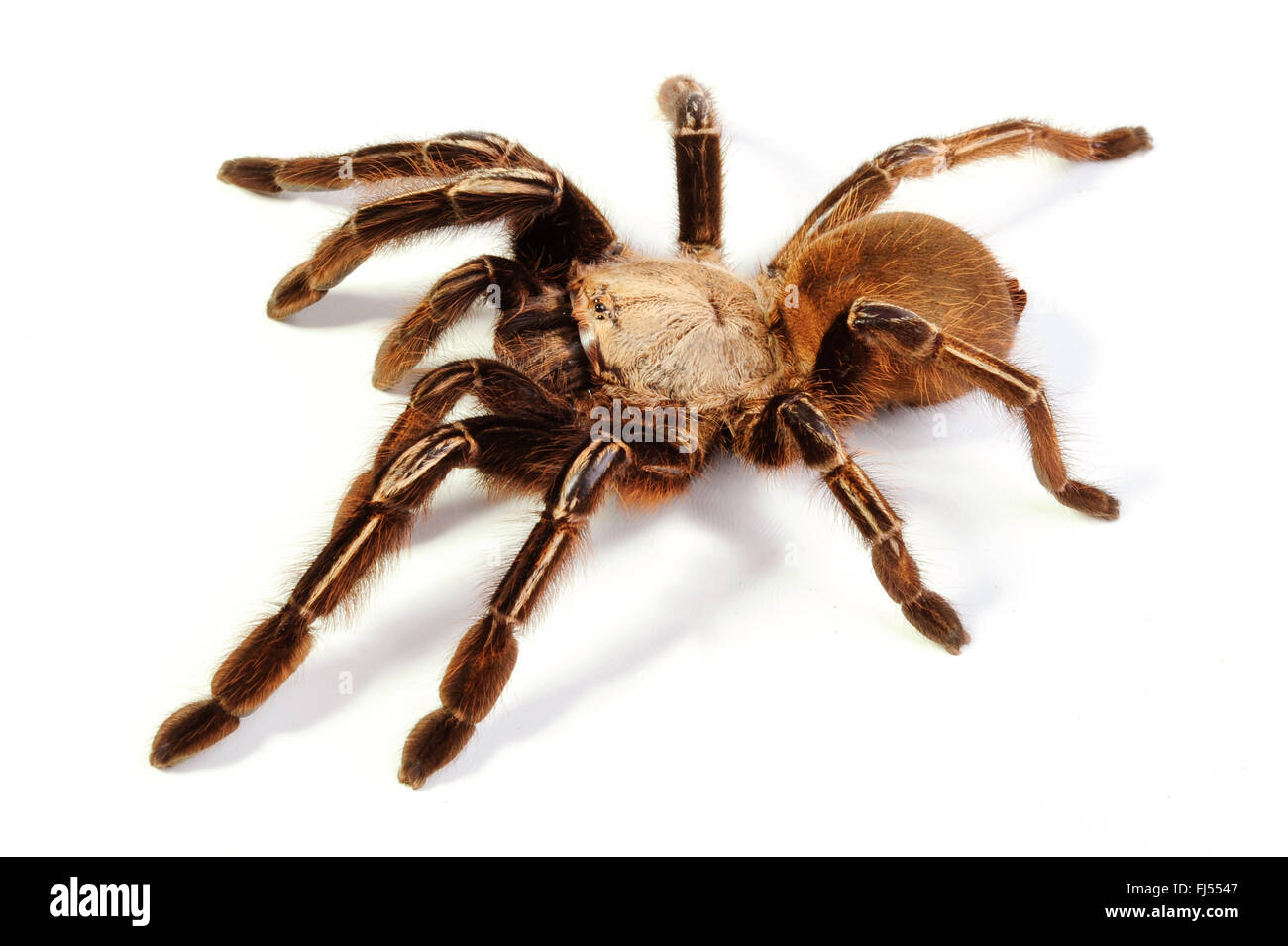 Skeleton tarantula (Ephebopus murinus), cut-out Stock Photo