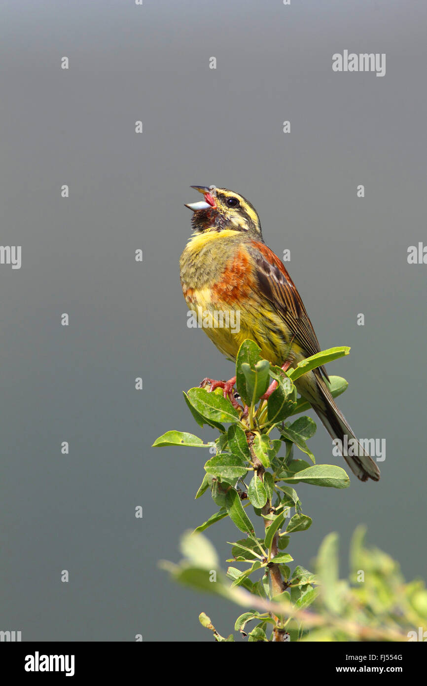 cirl bunting (Emberiza cirlus), male singing on a treetop, side view, Greece, Lesbos Stock Photo