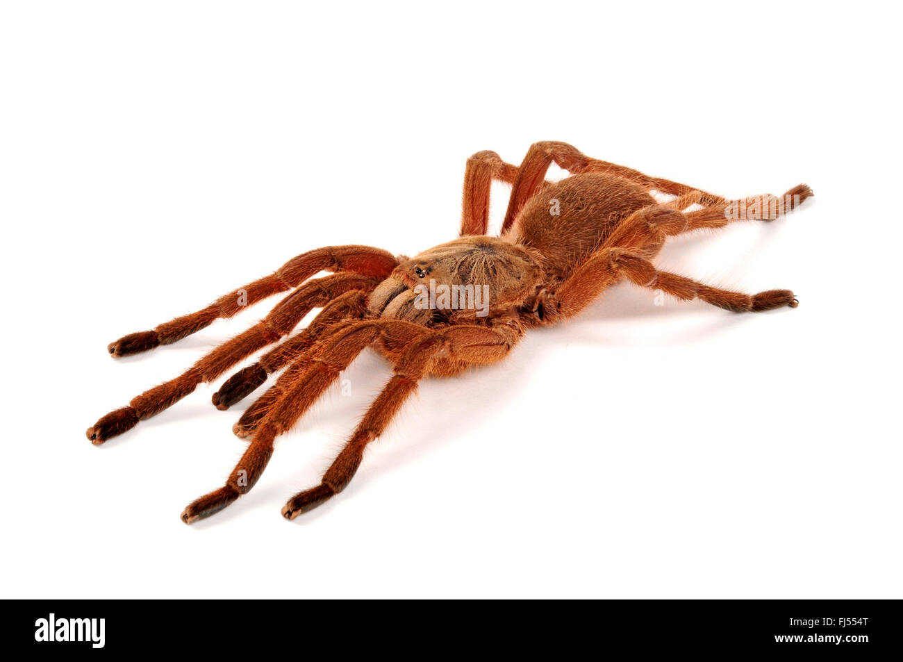 Asian Fawn Tarantula (Chilobrachys huahini), cut-out, Thailand Stock Photo  - Alamy