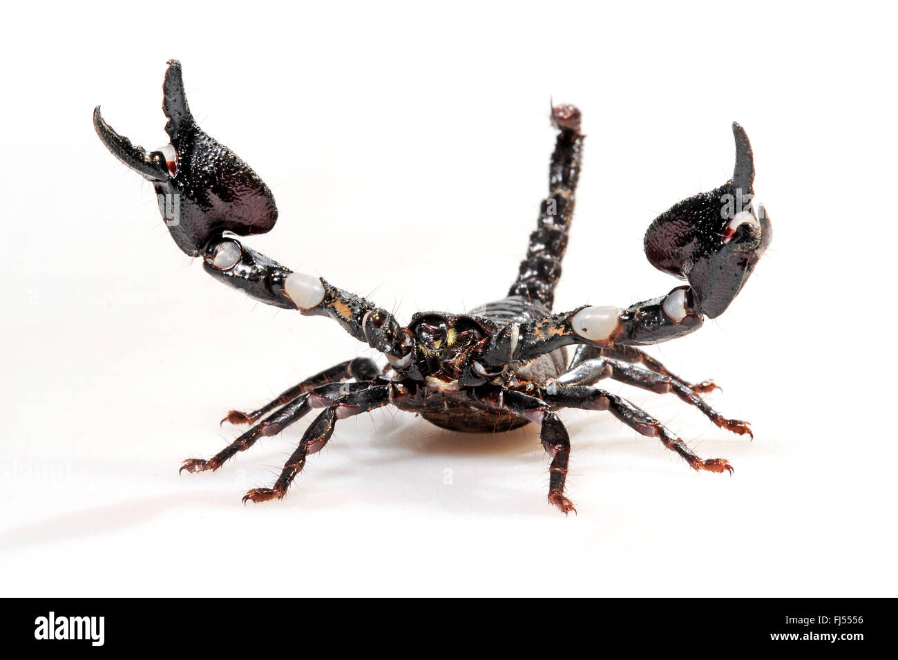 Asean scorpion (Heterometrus mysorensis), in defence posture, cut-out Stock Photo