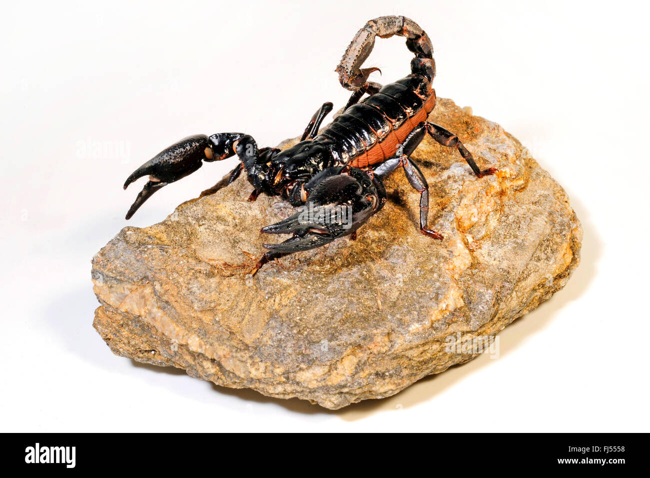 Giant Forest Scorpion, Giant Blue Scorpion, Malaysian Forest Scorpion, Asia giant forest scorpion, Malaysian black scorpion (Heterometrus spinifer), on a stone Stock Photo