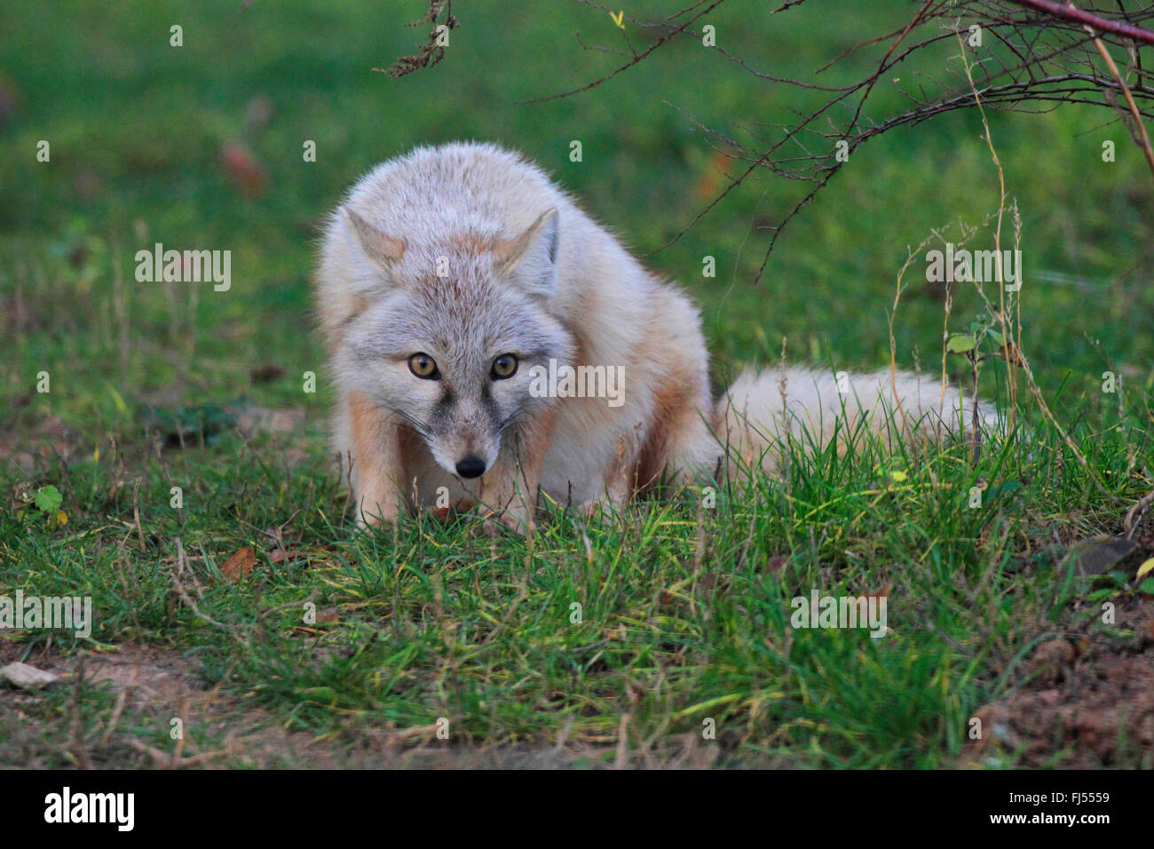 Corsac fox (Vulpes corsac), laying in ambush Stock Photo