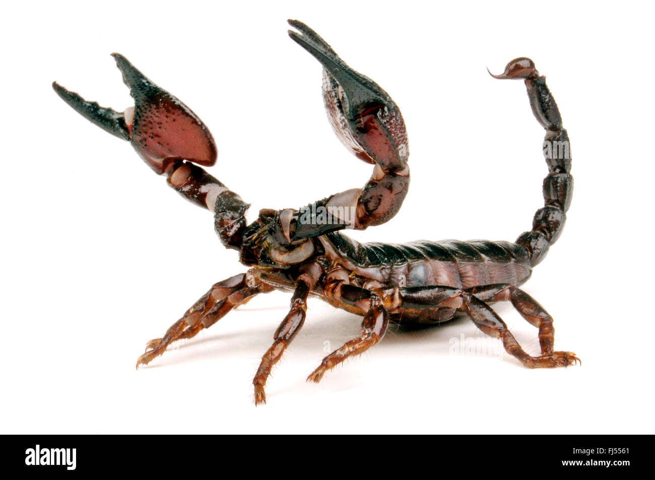 Tanzanian Red Clawed Scorpion (Pandinus cavimanus), in defence posture Stock Photo