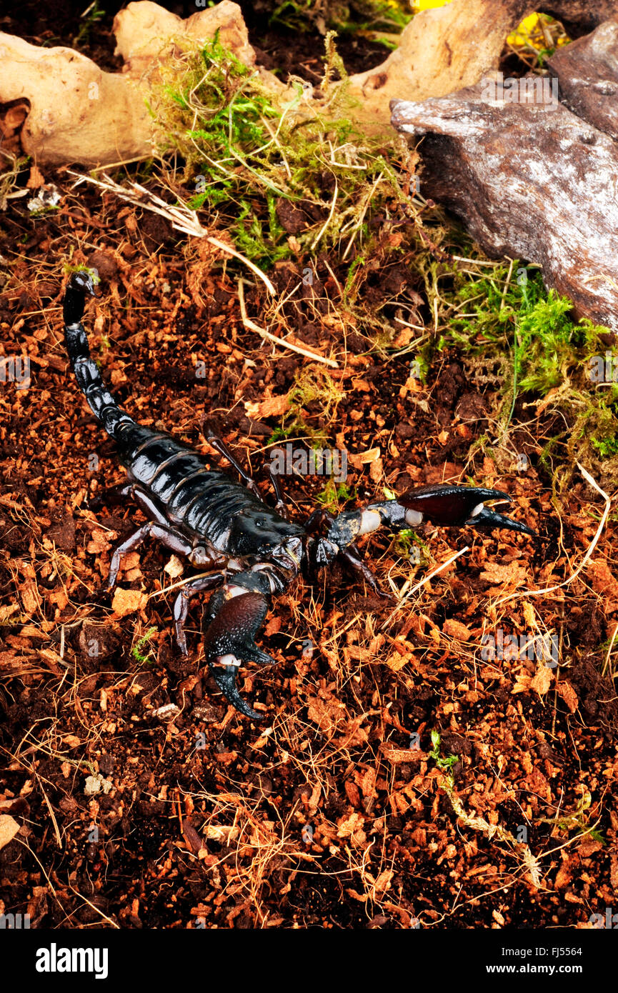 Tanzanian Red Clawed Scorpion (Pandinus cavimanus), in defence posture Stock Photo