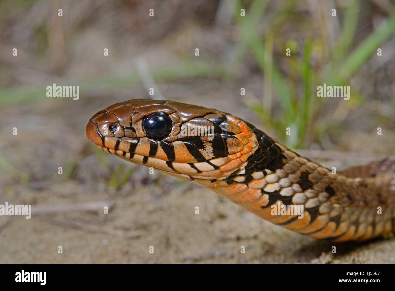 grass snake (Natrix natrix), portrait of a grass snake with orange spots at the collar, Romania, Dobrudscha, Biosphaerenreservat Donaudelta Stock Photo