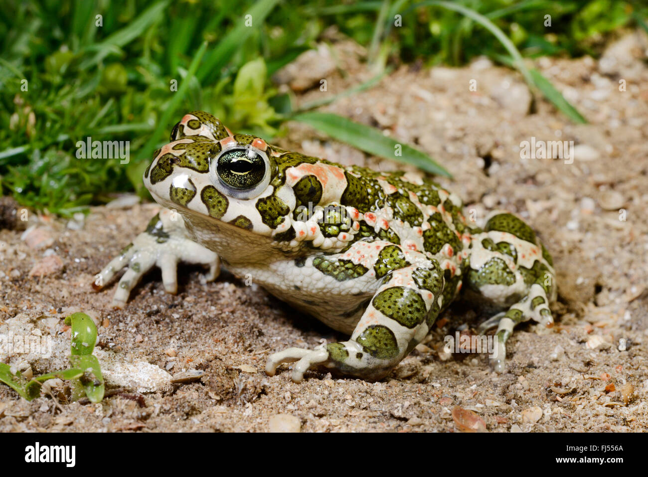 Eastern Green toad, Eastern Variegated toad (Bufo viridis variabilis, Bufo variabilis, Bufotes viridis, Bufotes variabilis  ), amphibian migration, Romania, Dobrudscha, Biosphaerenreservat Donaudelta Stock Photo