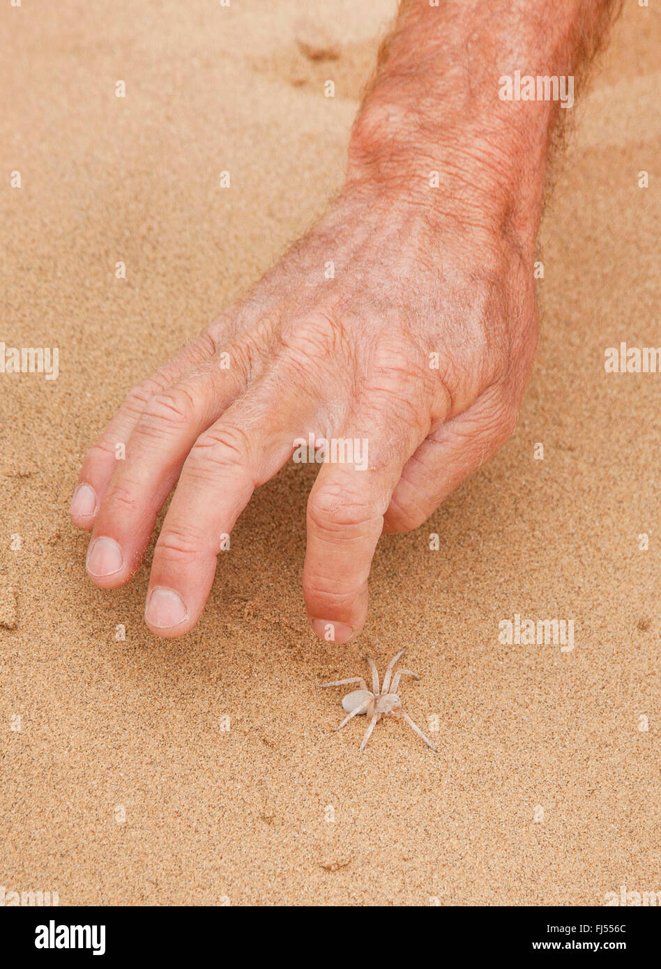 White Lady (Leucorchestris arenicola), guide finding a Dancing White Lady Spider in the sand, Namibia, Dorob National Park, Swakopmund Stock Photo