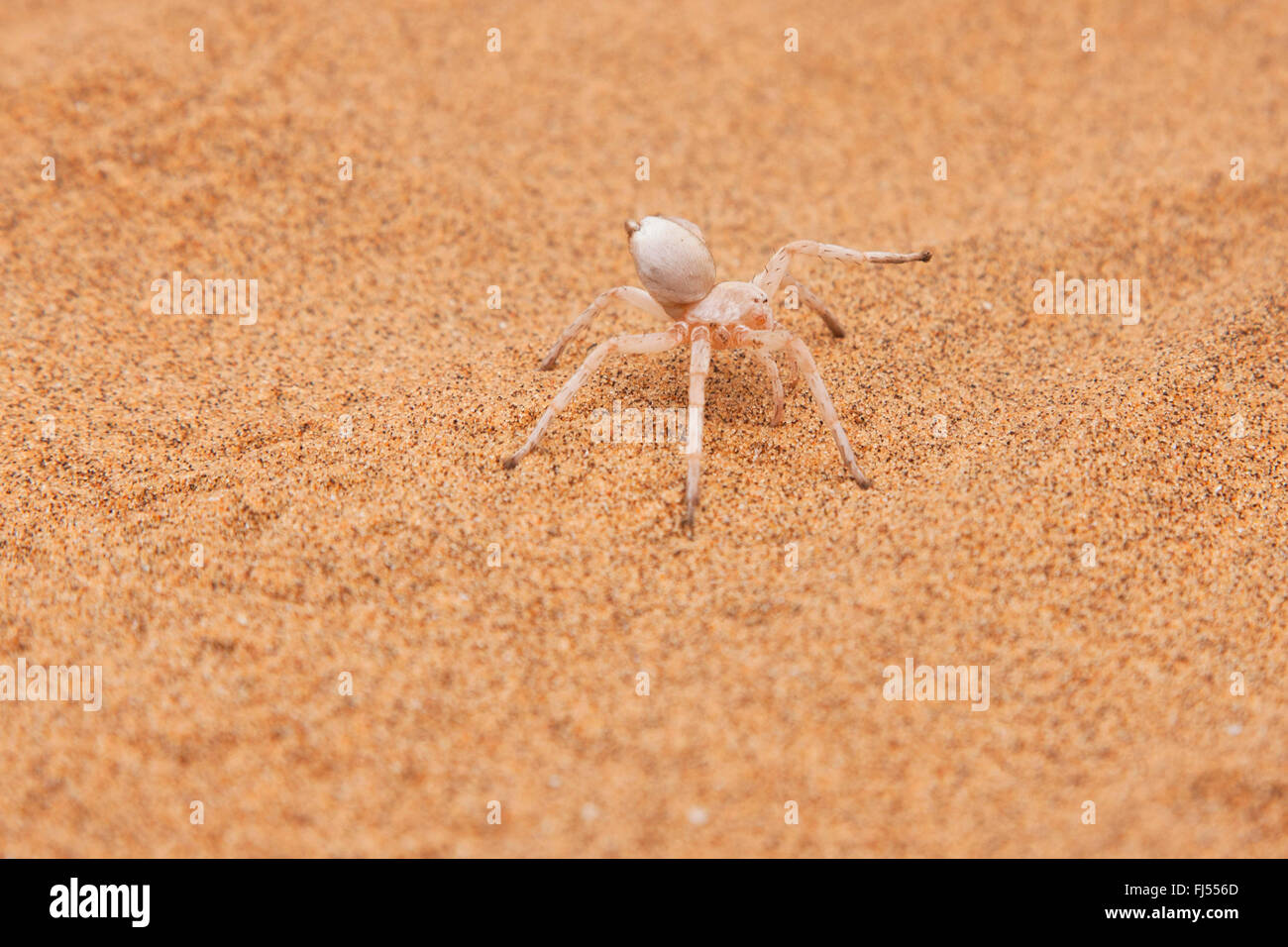 White Lady (Leucorchestris arenicola), Dancing White Lady Spider in the sand, Namibia, Dorob National Park, Swakopmund Stock Photo