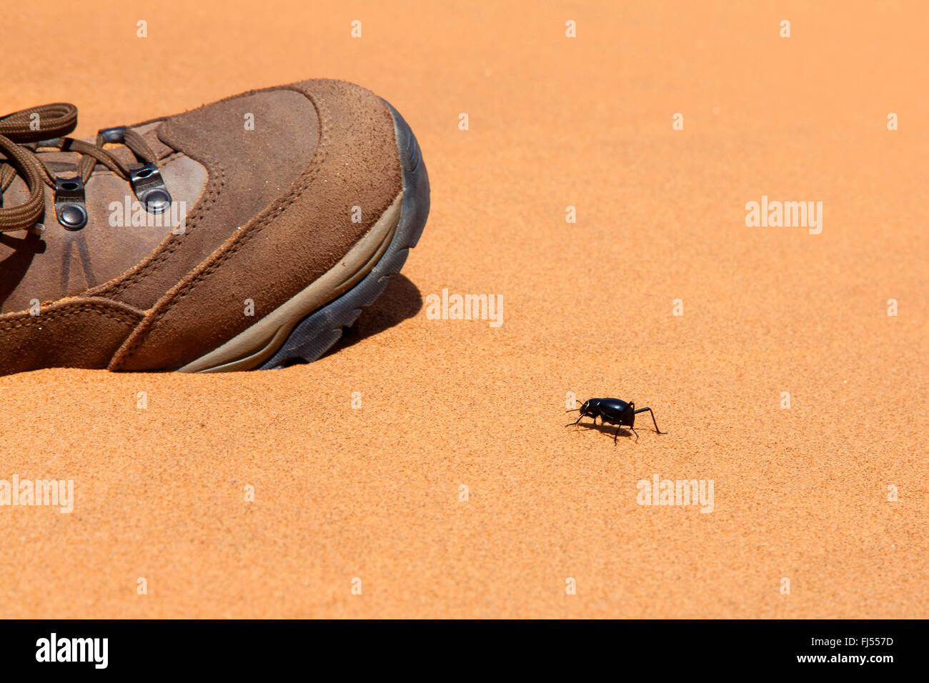 darkling beetles, flour beetles, mealworm beetles (Tenebrionidae), beetle on desert sand next to hiking boot, Namibia, Dorob National Park, Swakopmund Stock Photo