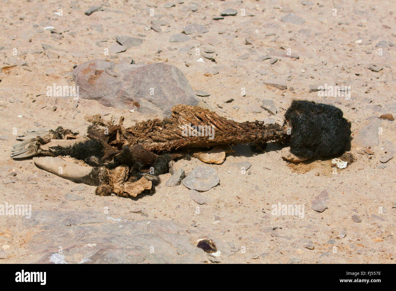 South African fur seal, Cape fur seal (Arctocephalus pusillus pusillus, Arctocephalus pusillus), skeletonized seal pup lying in the sand, Namibia, Cape Cross seal reserve, Cape Cross seal reserve Stock Photo