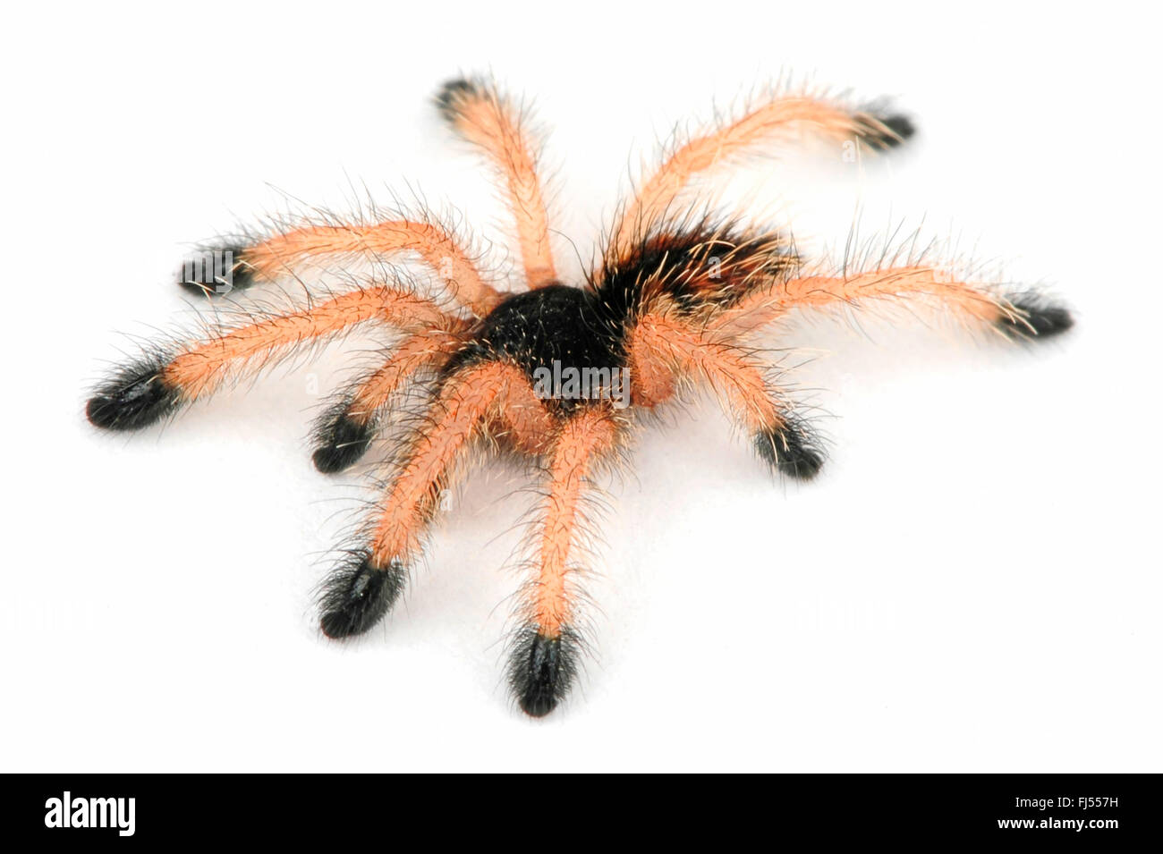 Whitetoe tarantula (Avicularia metallica), cut-out Stock Photo